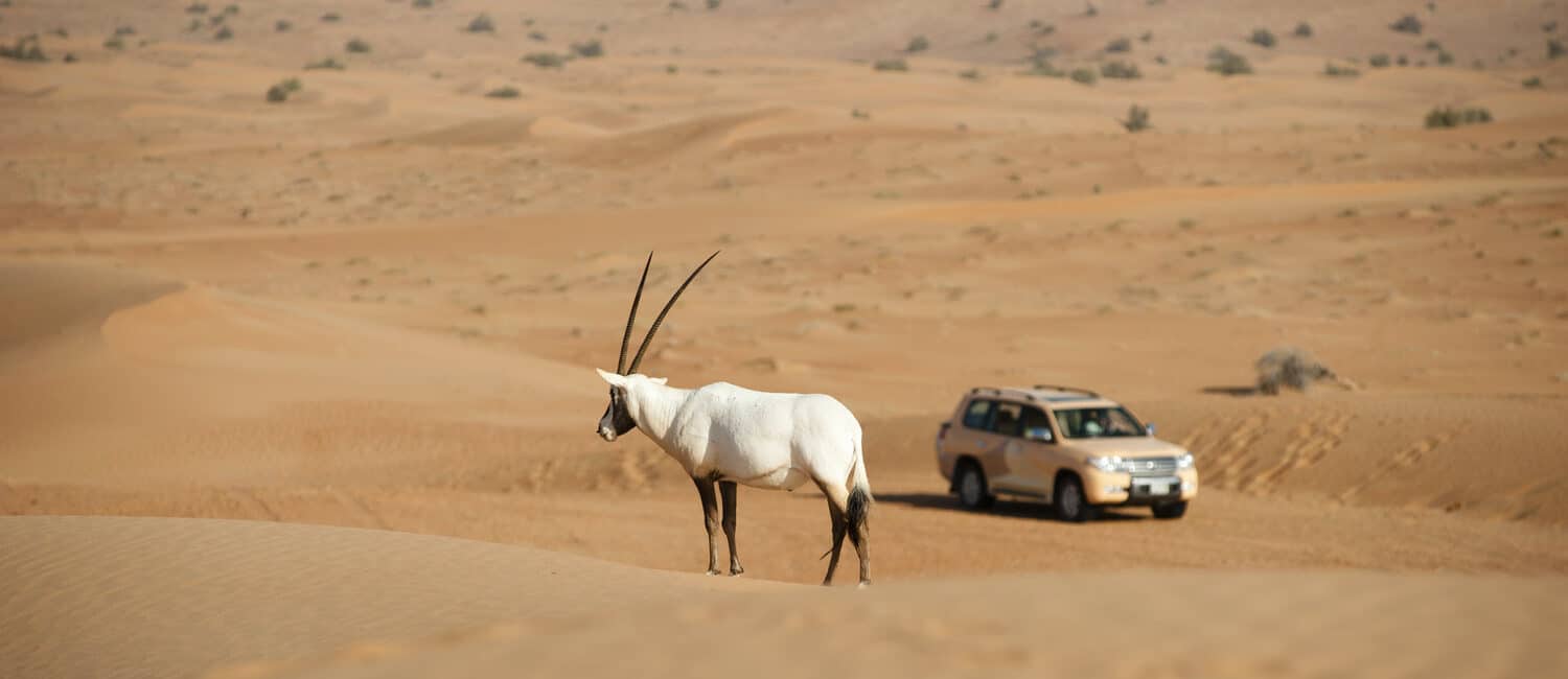 Al Maha Dubai