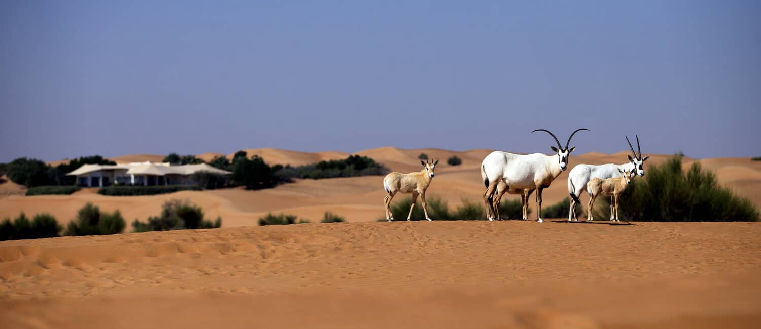 Al Maha Dubai