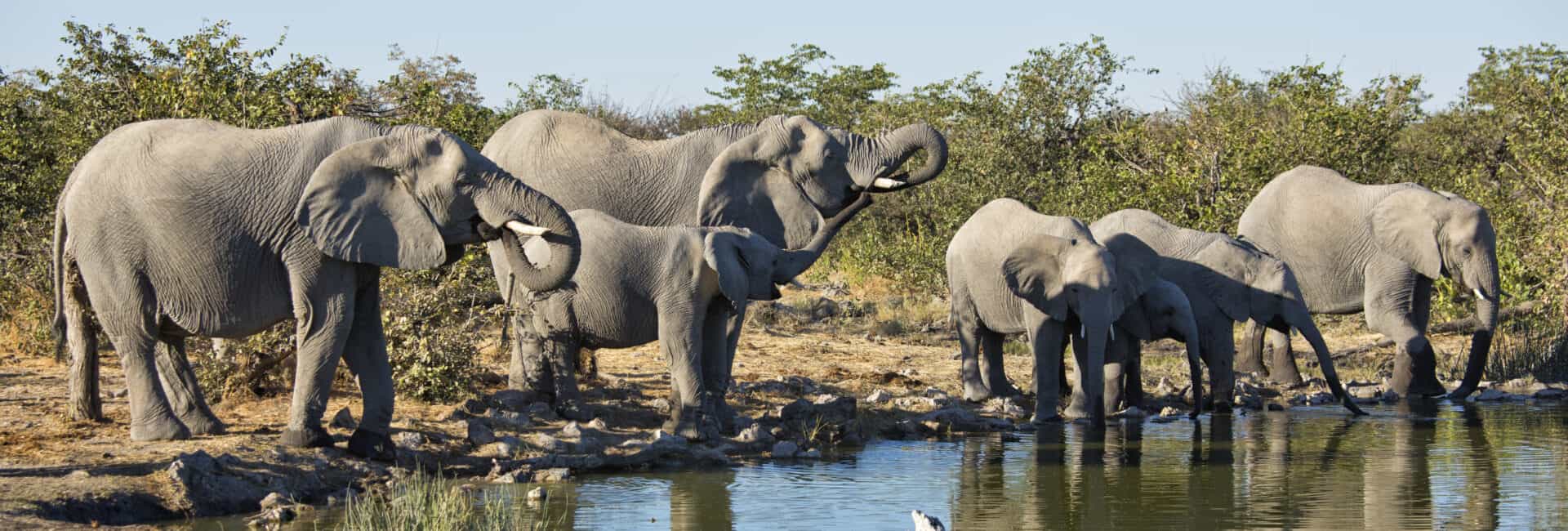 Etosha Heights - Elephant