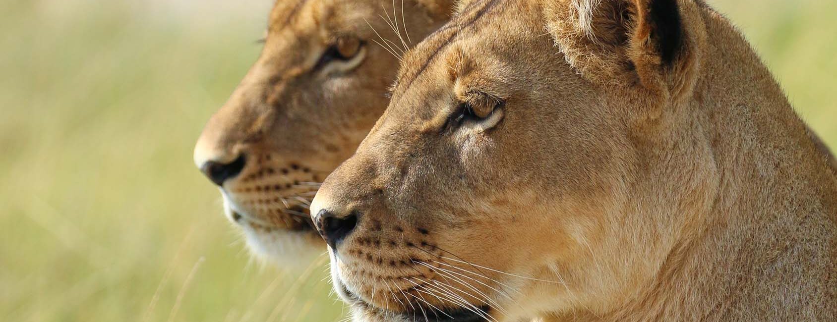 Jack Camp- Lionesses