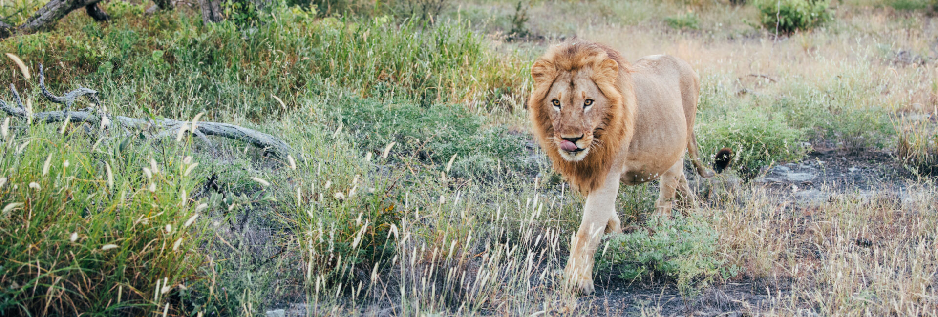 Jack Camp- Lion