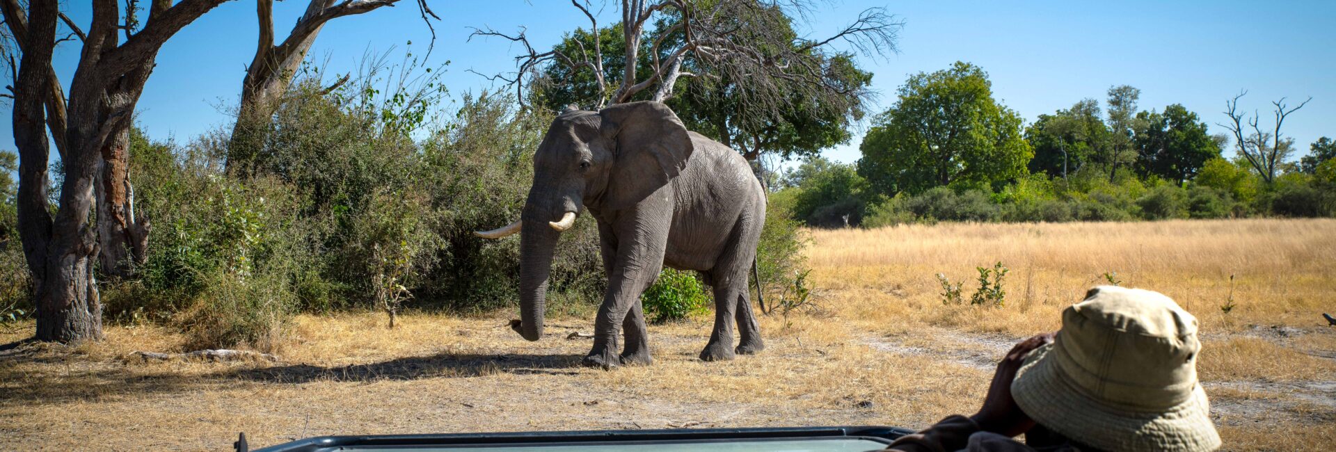 North Island_Elephant