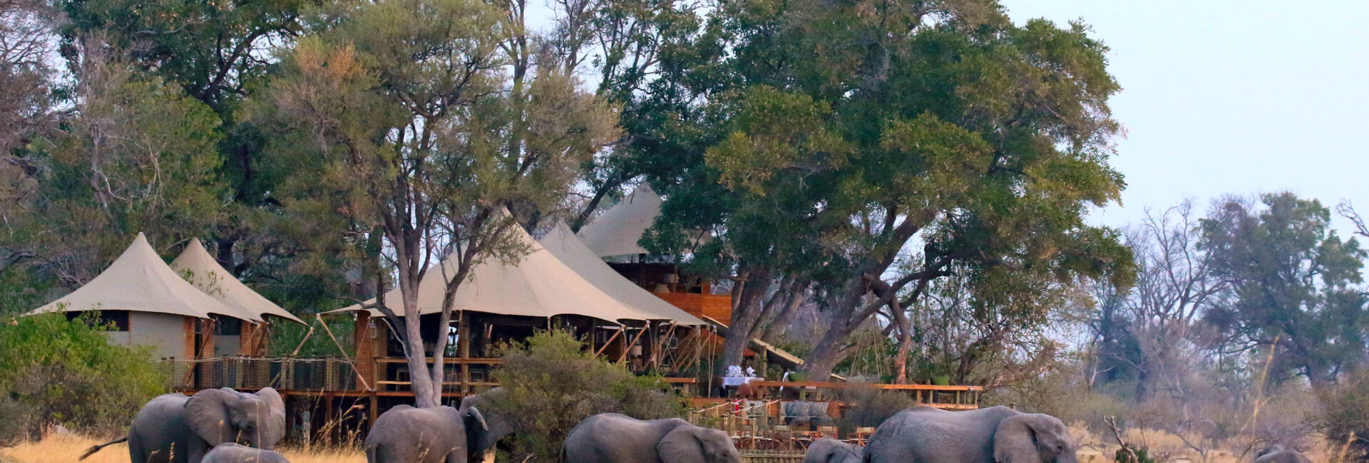 Tuludi-Elephant