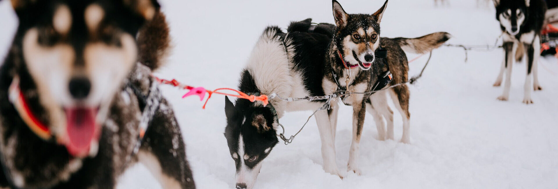 Arctic TreeHouse Hotel - Husky Experience