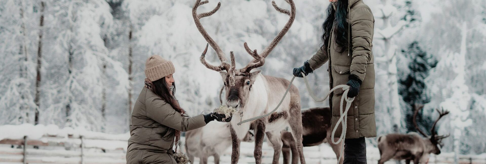 Arctic TreeHouse Hotel - Reindeer Tour